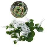 6pcs Floating Duckweed Artificial Floating Aquarium Plants