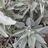 15ml White Sage Fragrance Aroma Oil (1A21)